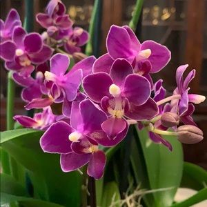 Meet your Posher, Adela